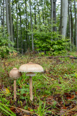 High Bedle (Macrolepiota procera) in the autumn forest, White Carpathians, Southern Moravia, Czech...
