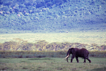 Elephant In The Wild