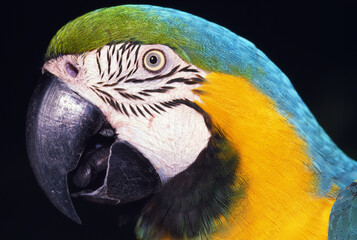 Parrot