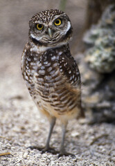 Burrowing Owl