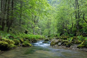 Kvacianska valley in spring time, Chocske vrchy, Slovakia