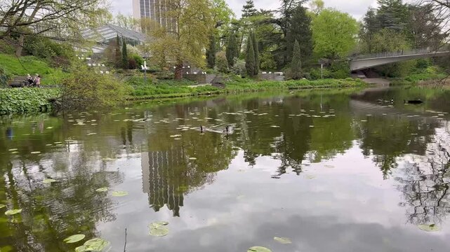 Park with pond footage. Green leaves on the surface of water. Trees and building reflections on the water mirror. Planten un Blomen park in Hamburg, Germany. Canadian geese in the water.