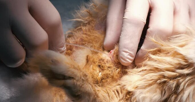 A urinary catheter is inserted into the rabbit's urethra. A rabbit with stones in the urethra cannot pee. A urinary catheter is inserted into the rabbit to empty its bladder.