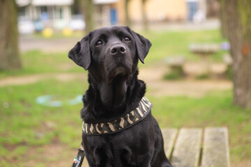 Black Labrador