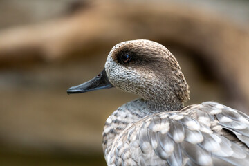 Marbled teal bird in a desert zoo

