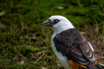 White headed buffalo weaver in a desert zoo