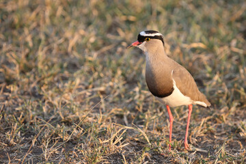 Kronenkiebitz / Crowned plover or Crowned lapwing / Vanellus coronatus