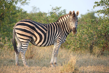 Steppenzebra / Burchell's zebra / Equus quagga burchellii