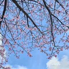 summerflower