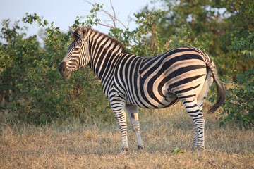 Steppenzebra / Burchell's zebra / Equus quagga burchellii