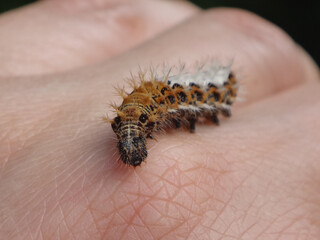 Comma butterfly (Polygonia c-album) caterpillar walking on a human hand