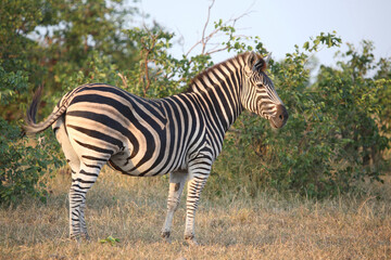 Steppenzebra / Burchell's zebra / Equus quagga burchellii