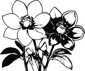Obraz premium Hellebores flower - Lenten rose silhouette, logo, Clipart | Bouquet Clipart | Flower Illustrations | Hellebores Vector Illustrations | Flower clipart DXF, EPS, PNG, JPG, EPS Instant digital downloads
