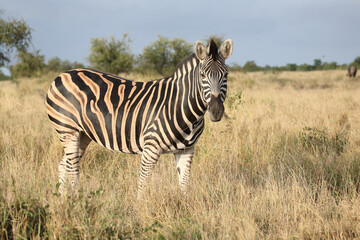 Steppenzebra / Burchell's zebra / Equus quagga burchellii