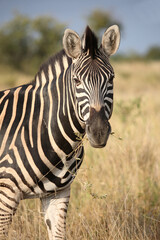 Steppenzebra / Burchell's zebra / Equus quagga burchellii © Ludwig