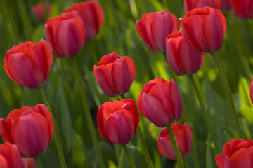 Fototapeta premium Red Tulips