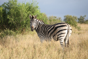 Steppenzebra / Burchell's zebra / Equus quagga burchellii