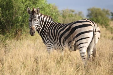 Steppenzebra / Burchell's zebra / Equus quagga burchellii