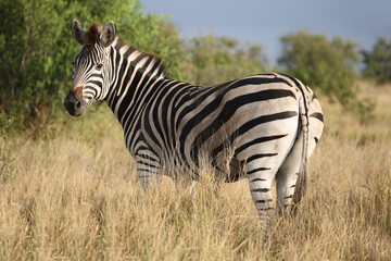 Steppenzebra / Burchell's zebra / Equus quagga burchellii