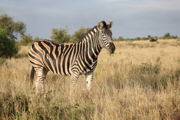 Naklejka premium Steppenzebra / Burchell's zebra / Equus quagga burchellii