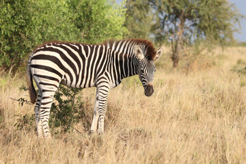 Steppenzebra / Burchell's zebra / Equus quagga burchellii.