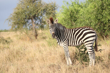 Steppenzebra / Burchell's zebra / Equus quagga burchellii.