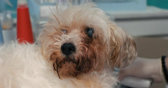Close-up An old dog with glaucoma and cataracts in both eyes is seen by a veterinary ophthalmologist. A veterinarian examines a dog with glaucoma in a veterinary clinic. Concept of glaucoma in a pet.