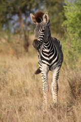 Steppenzebra / Burchell's zebra / Equus quagga burchellii.