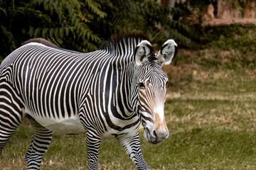 Zebra front view in a desert zoo
