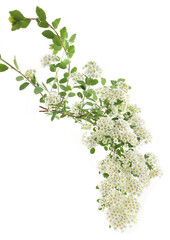 Fototapeta premium Branch of flowering shrub Spiraea nipponica isolated on white background. White flowers blossom of Snowmound Spiraea bush.