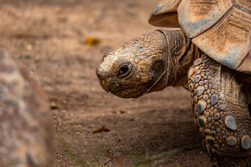 Desert turtle at the zoo, headshot, close up, lateral view