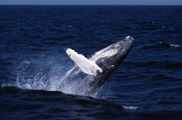 Naklejka premium Humpback Whale Breaching