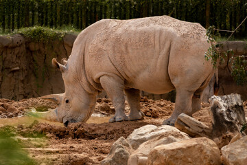 Obraz premium Rhino general shot at the zoo, real photo, lateral view, full body 