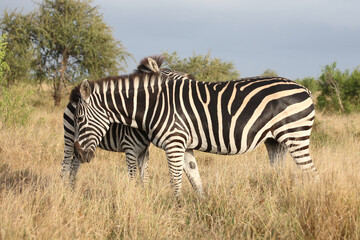 Steppenzebra / Burchell's zebra / Equus quagga burchellii.