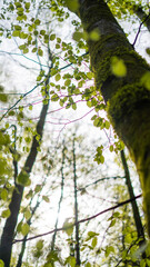 Valuable common beech trees (Fagus sylvatica) grow in the forest