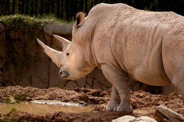 Obraz premium Rhino general shot at the zoo, real photo, lateral view, mid body 