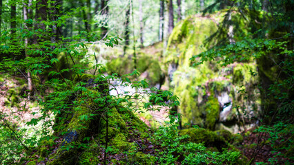 Beautiful Bright Green moss grown up cover the rough stones and on the floor in the forest. Show with macro view. Rocks full of the moss texture in nature for wallpaper. soft focus.