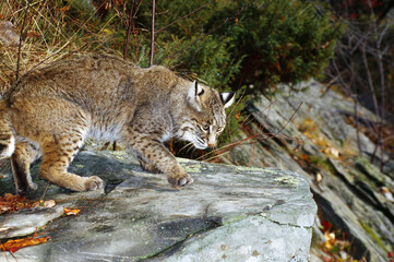 Bobcat On A Rock