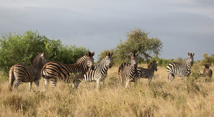 Obraz premium Steppenzebra / Burchell's zebra / Equus quagga burchellii