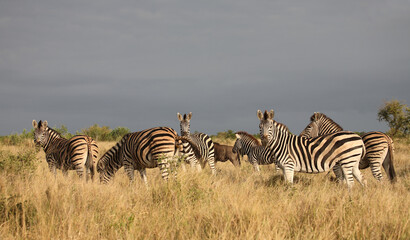 Obraz premium Steppenzebra / Burchell's zebra / Equus quagga burchellii