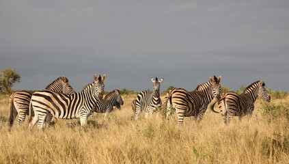 Steppenzebra / Burchell's zebra / Equus quagga burchellii.