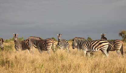 Steppenzebra / Burchell's zebra / Equus quagga burchellii