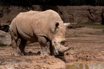 Rhino general shot at the zoo, real photo, full body
