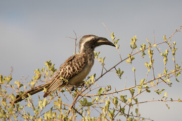 Grautoko / African grey hornbill / Lophoceros nasutus