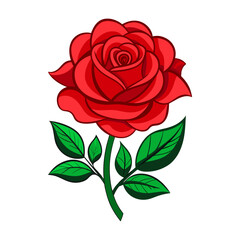 Beautiful red rose illustration 