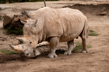 Obraz premium Rhino general shot at the zoo, full body 