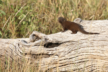 Südliche Zwergmanguste / Dwarf mongoose / Helogale parvula
