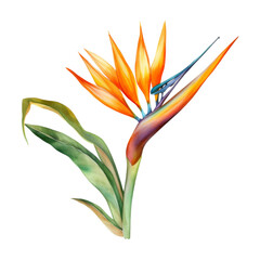Bird of Paradise, Tropical Flower Illustration. Watercolor Style. AI Generated