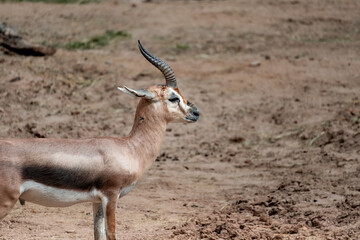 Speke’s gazelle lateral view, small gazelle