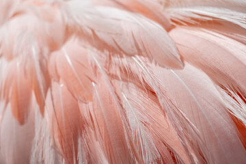 Flamingo taking sun at the garden desert, resting, pink feathers